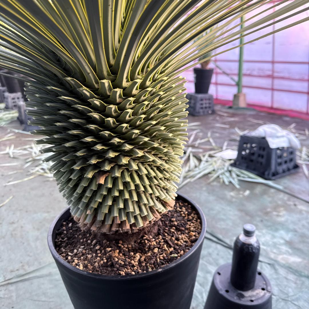 【AL1106】ユッカ　ロストラータ　バケモノ級　極太個体