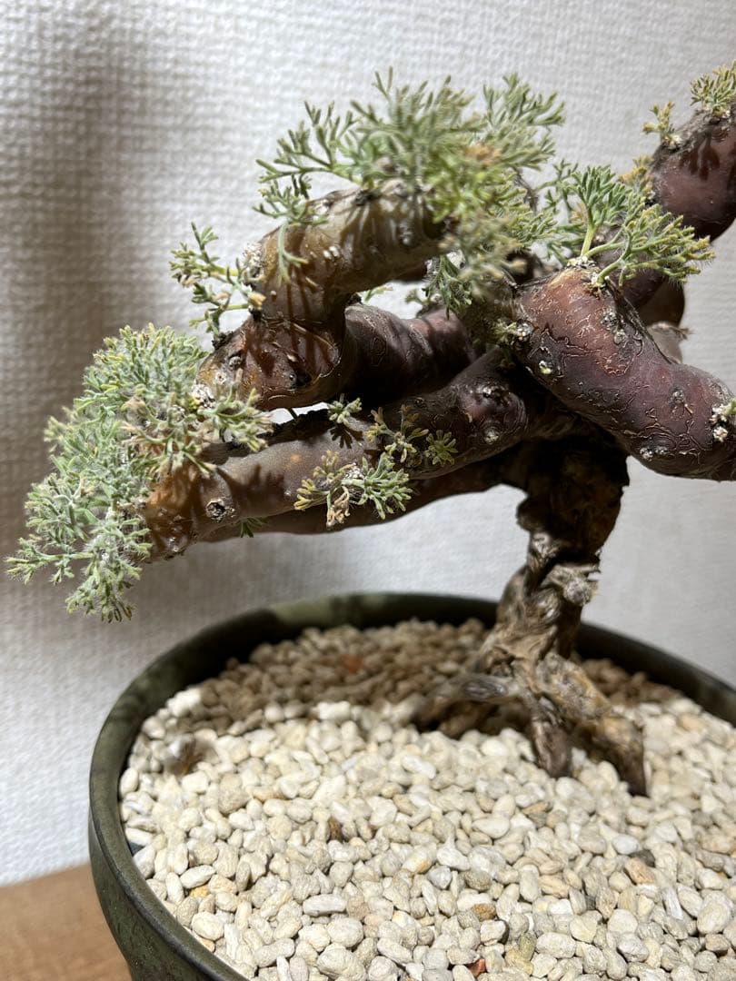 モンソニアムチフィダ発根済／サルコカウロン ムルチフィズム 盆栽