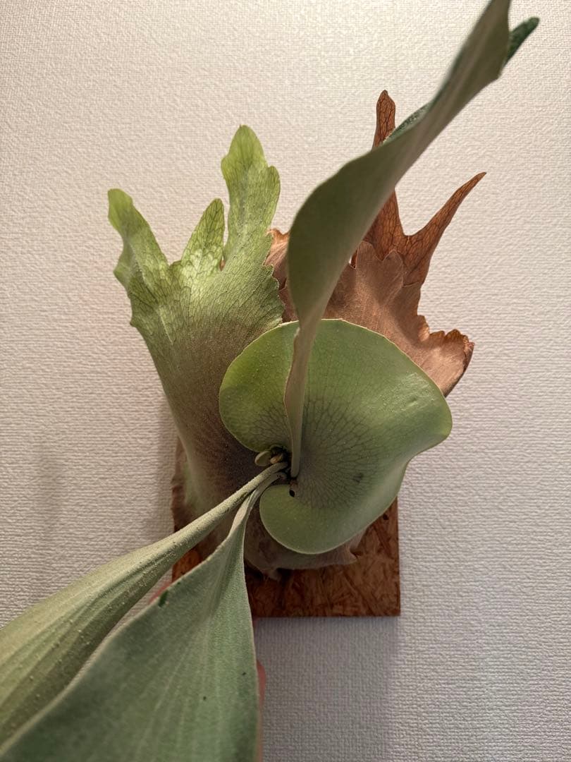 Platycerium OMO ビカクシダ　親株