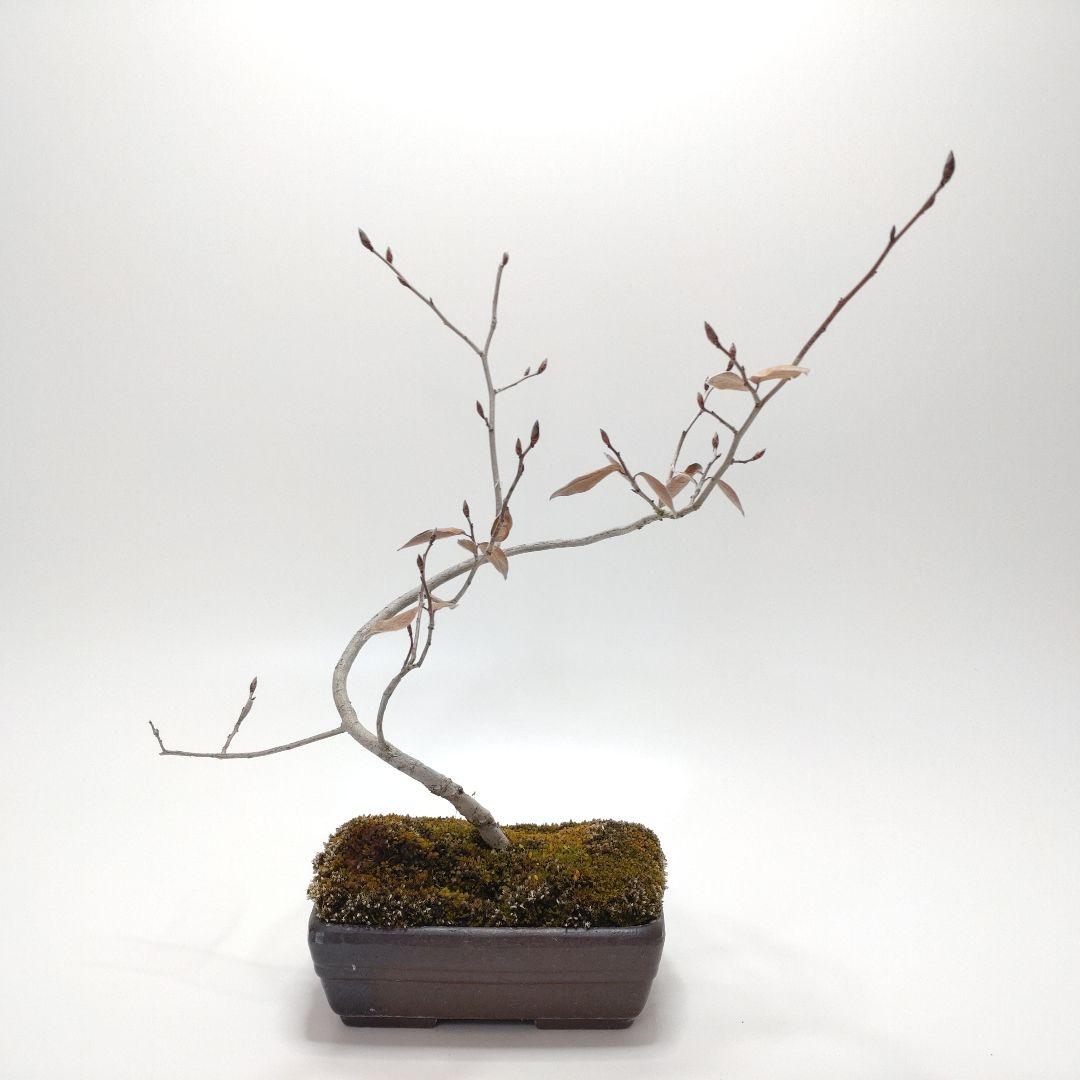 寒樹ヤマコウバシ盆栽 SS014