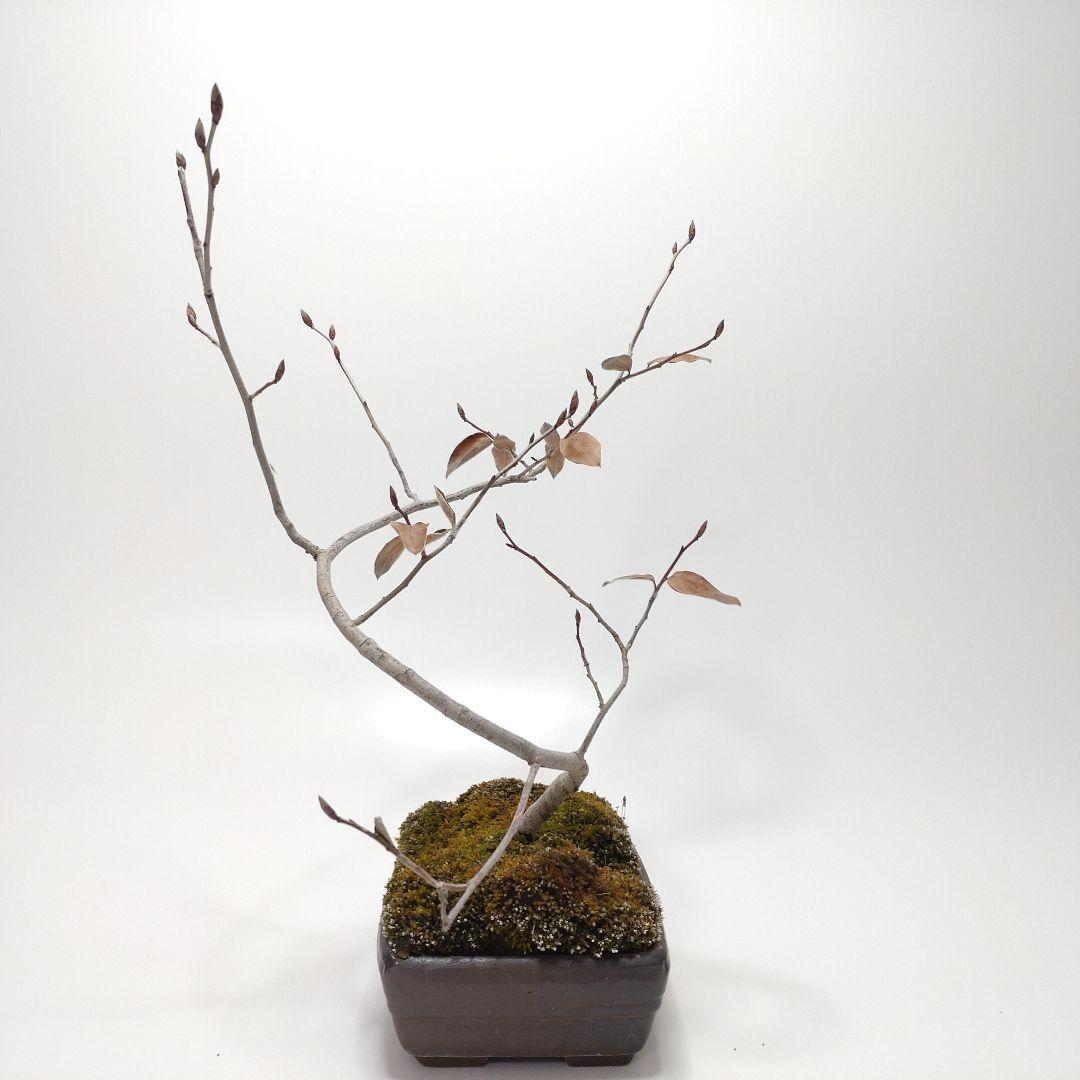 寒樹ヤマコウバシ盆栽 SS014