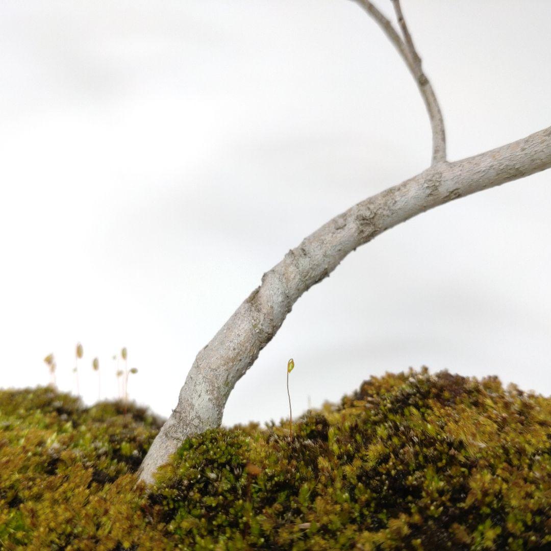 寒樹ヤマコウバシ盆栽 SS014