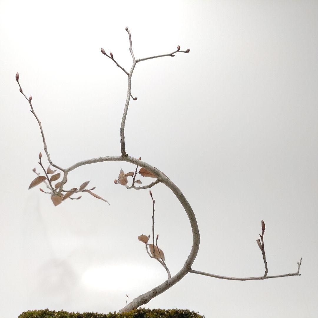 寒樹ヤマコウバシ盆栽 SS014