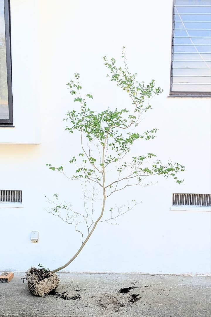 俊。。山採りドウダンツツジ。