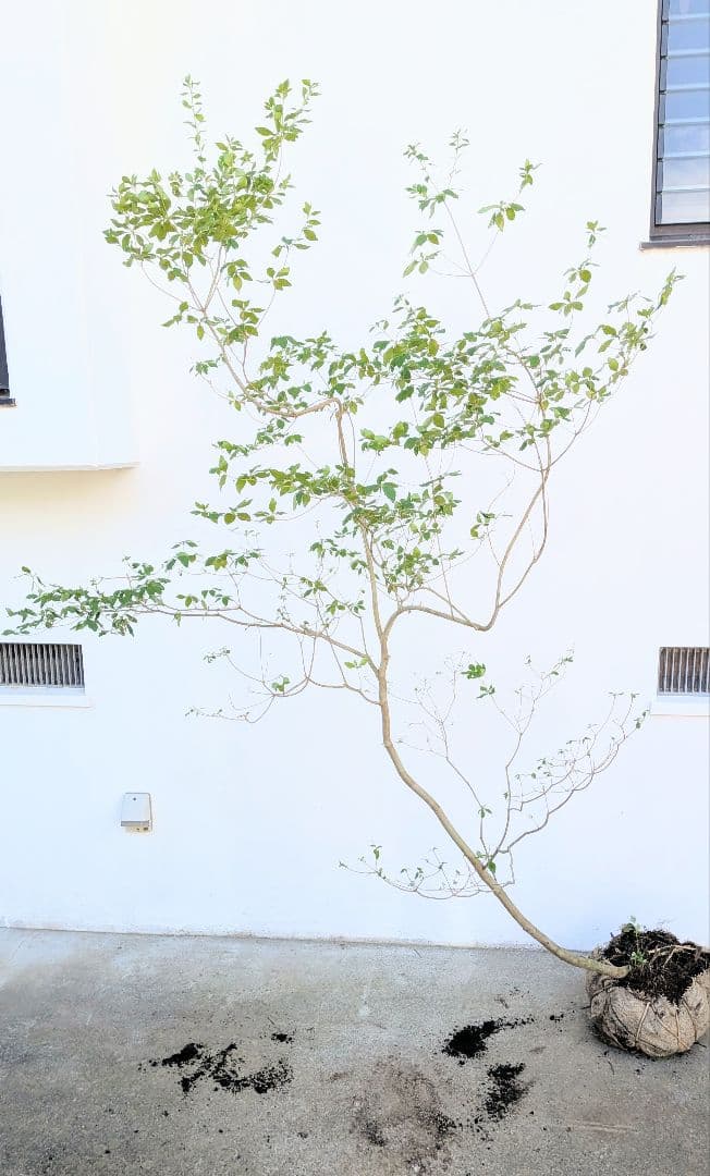 俊。。山採りドウダンツツジ。