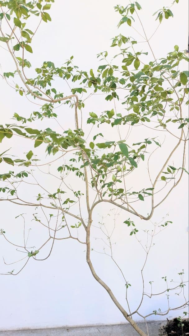 俊。。山採りドウダンツツジ。