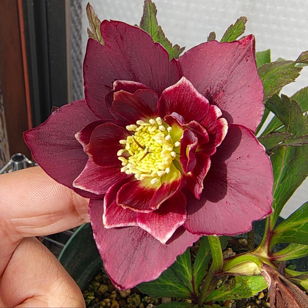 2620 雅 ホワイトリップ 若泉ファーム クリスマスローズ開花株