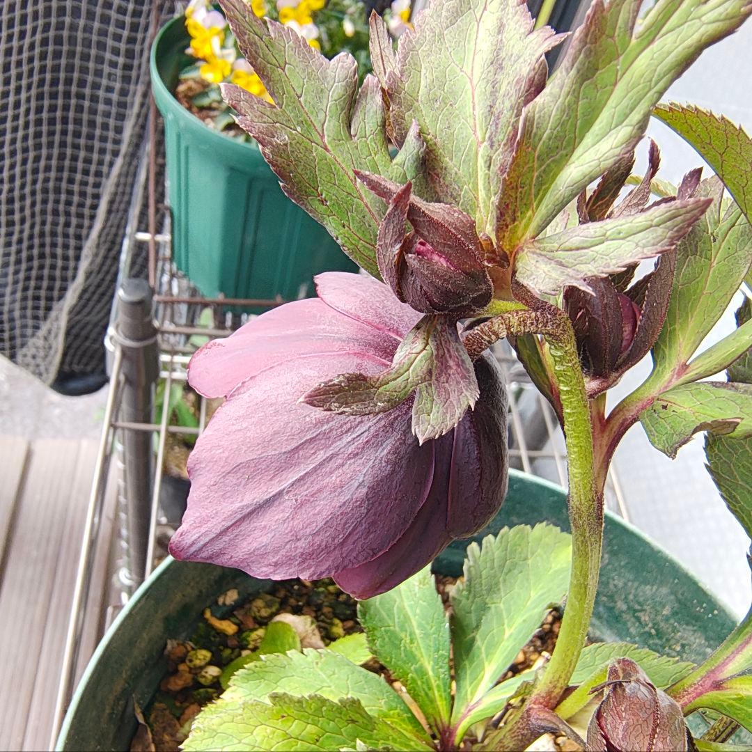 2620 雅 ホワイトリップ 若泉ファーム クリスマスローズ開花株