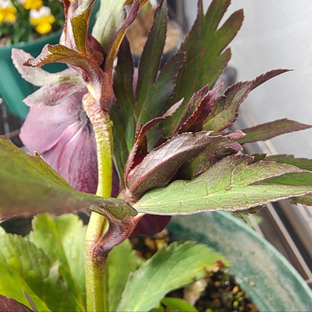 2620 雅 ホワイトリップ 若泉ファーム クリスマスローズ開花株