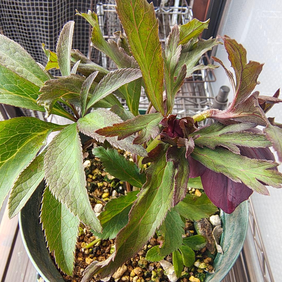 2620 雅 ホワイトリップ 若泉ファーム クリスマスローズ開花株