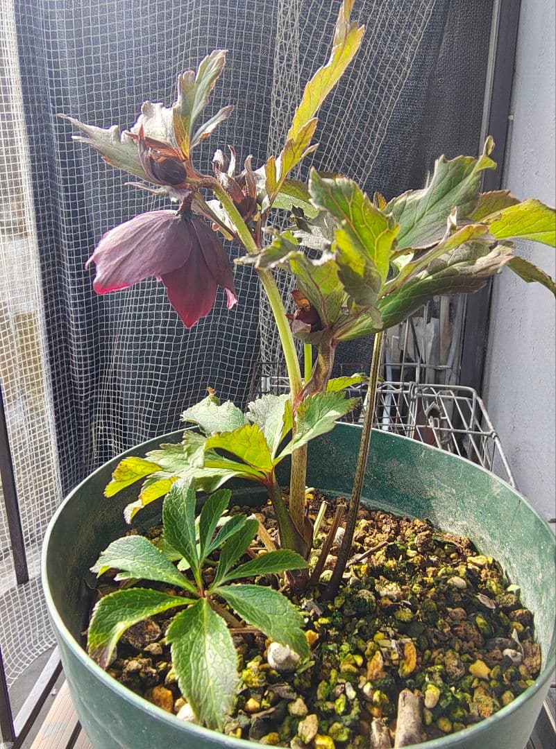 2620 雅 ホワイトリップ 若泉ファーム クリスマスローズ開花株