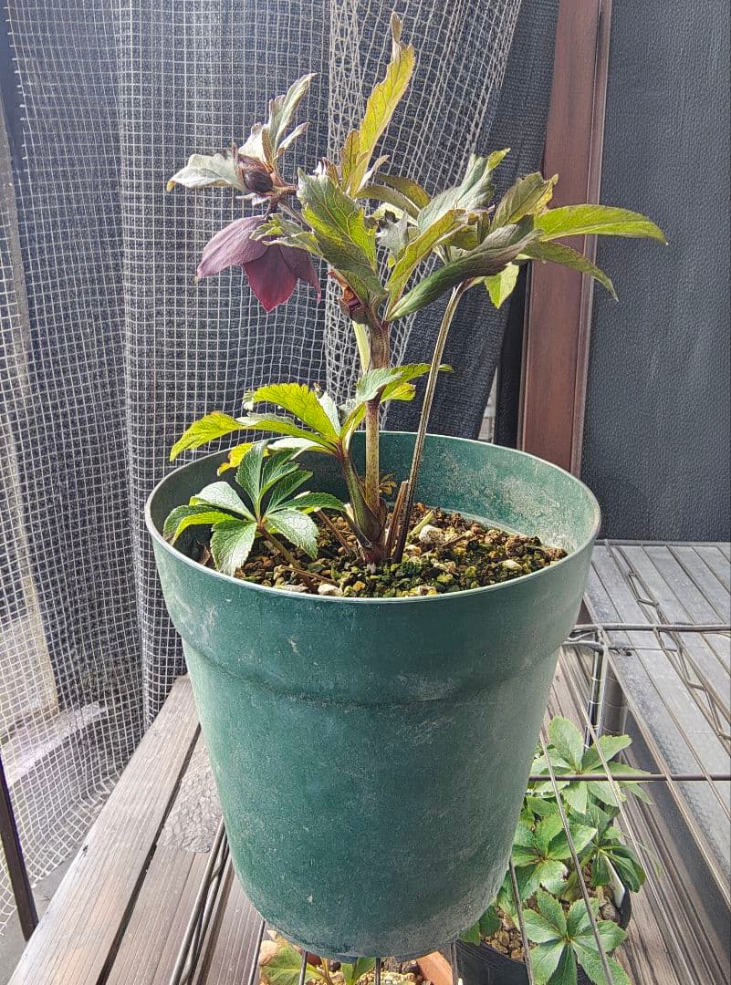 2620 雅 ホワイトリップ 若泉ファーム クリスマスローズ開花株