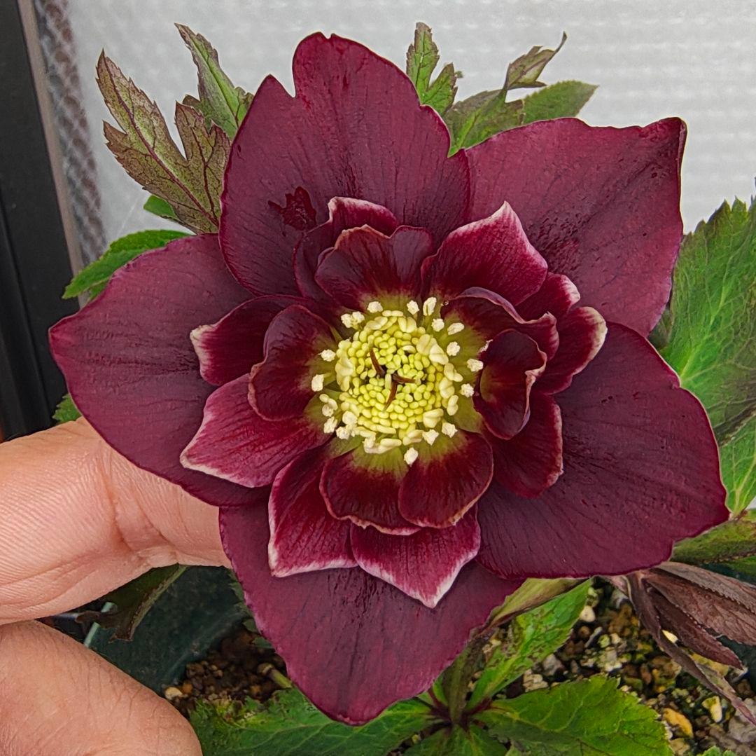 2620 雅 ホワイトリップ 若泉ファーム クリスマスローズ開花株