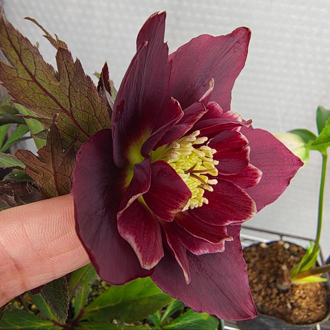 2620 雅 ホワイトリップ 若泉ファーム クリスマスローズ開花株