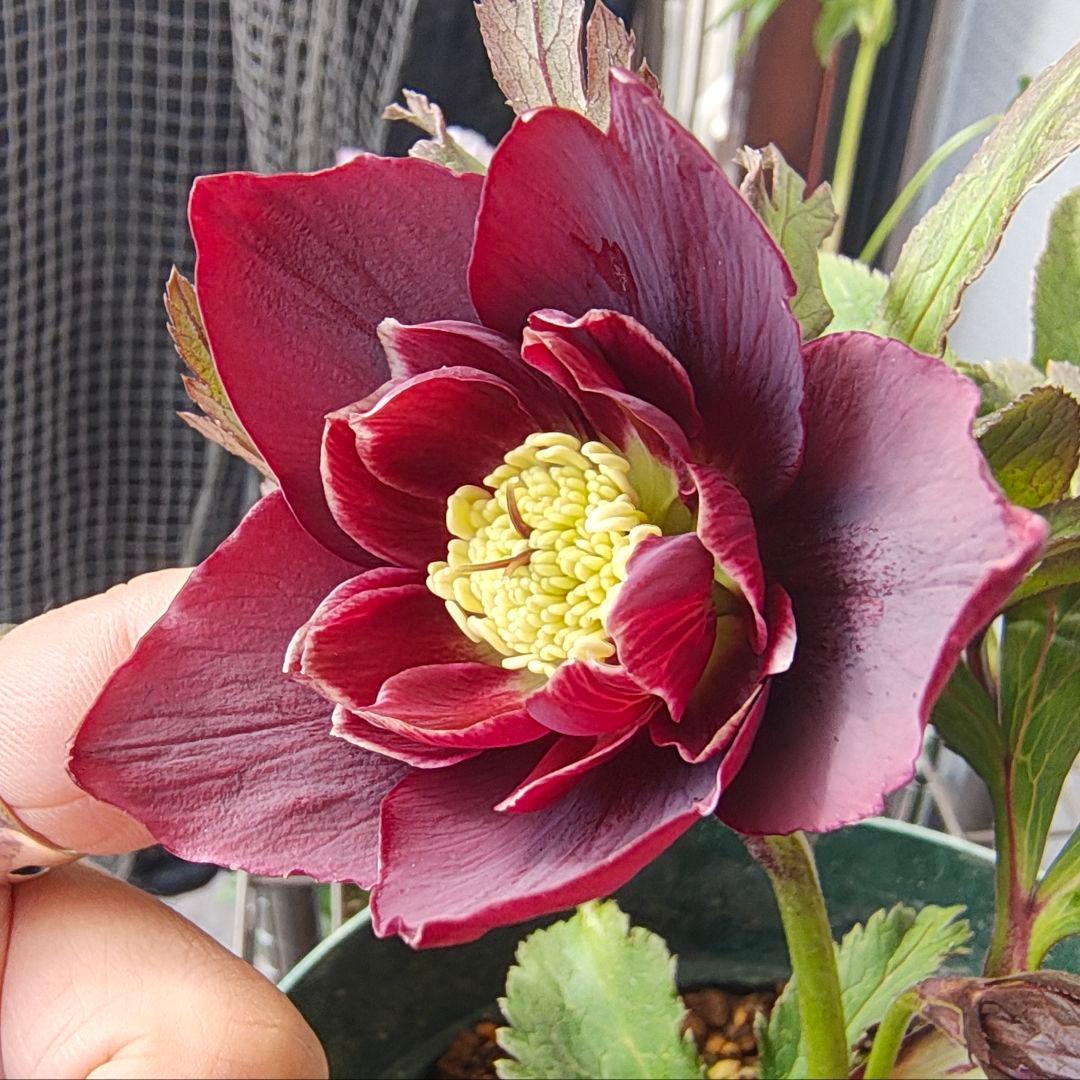 2620 雅 ホワイトリップ 若泉ファーム クリスマスローズ開花株