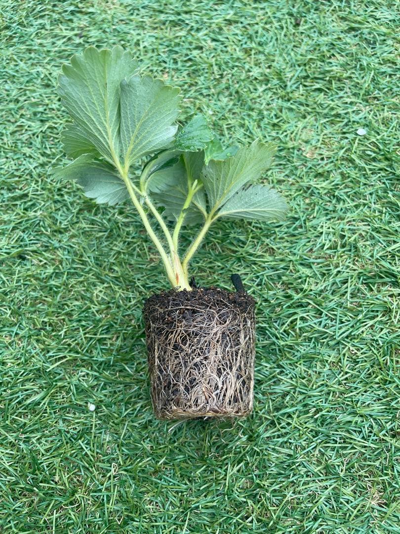 農家直送　とちおとめ　大粒いちご苗　20株セット