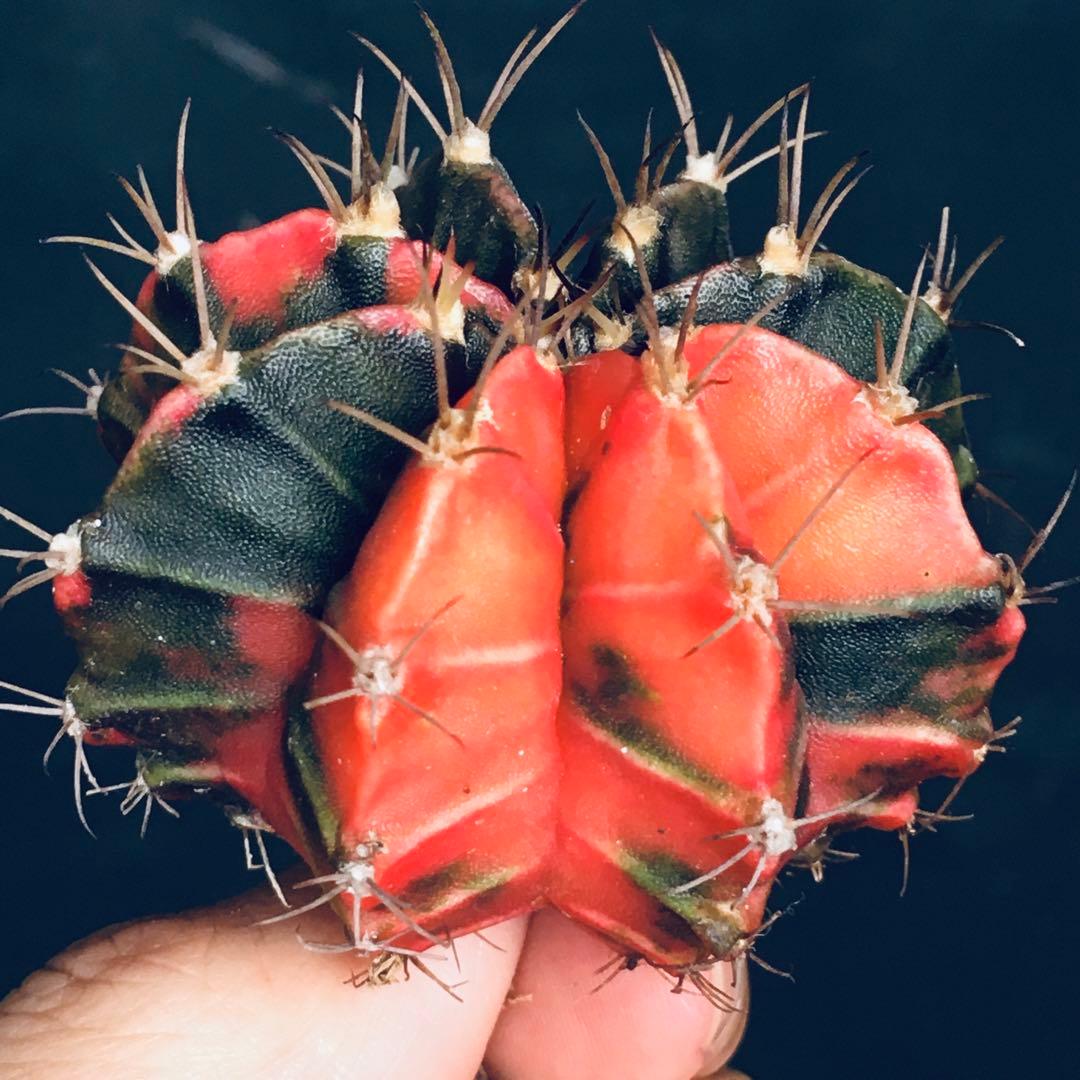 【稀少】緋牡丹錦×LB2178錦 向山レッドダイヤモンド 極上斑 特選 サボテン