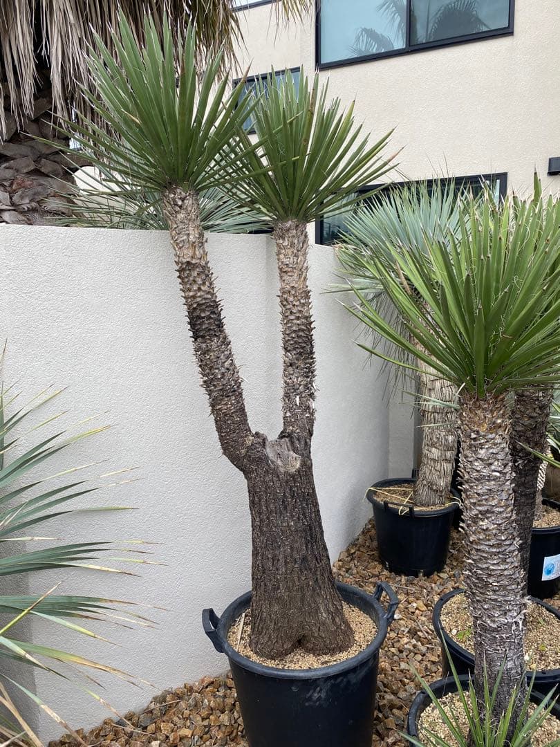 ユッカ　フィリフェラ