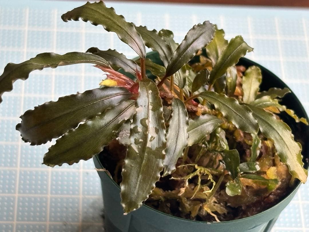 水草 Bucephalandra sp. Aurora