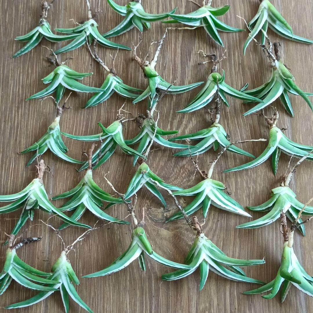 A335 特選 アガベ チタノタ 多肉植物 丸叶氷山 極上25株同梱