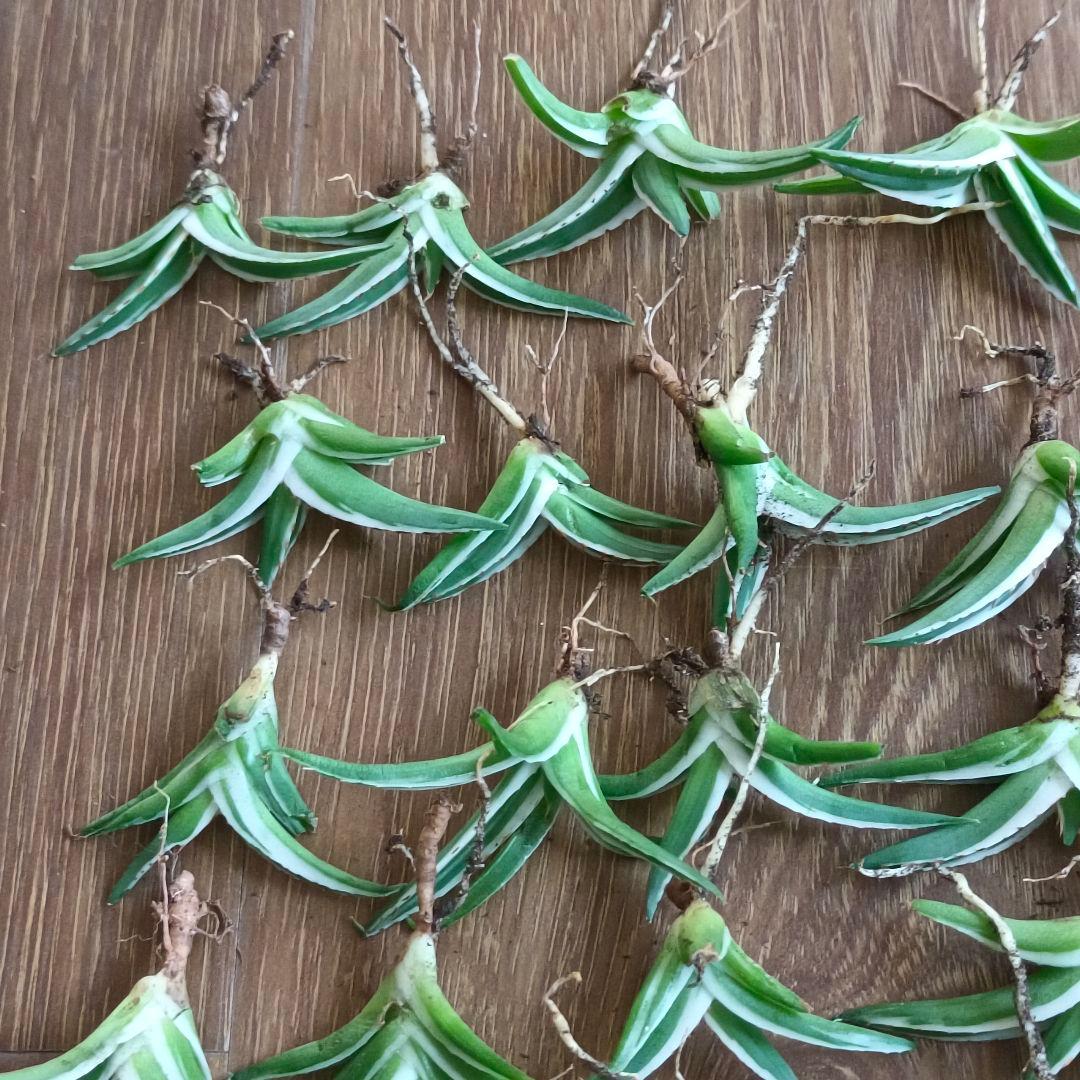 A335 特選 アガベ チタノタ 多肉植物 丸叶氷山 極上25株同梱