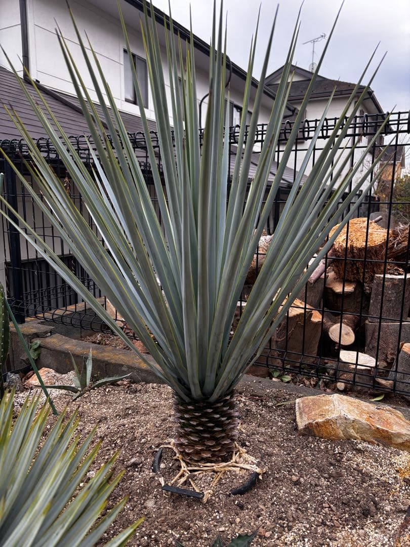 ユッカ　リギダ　ハイブリッド