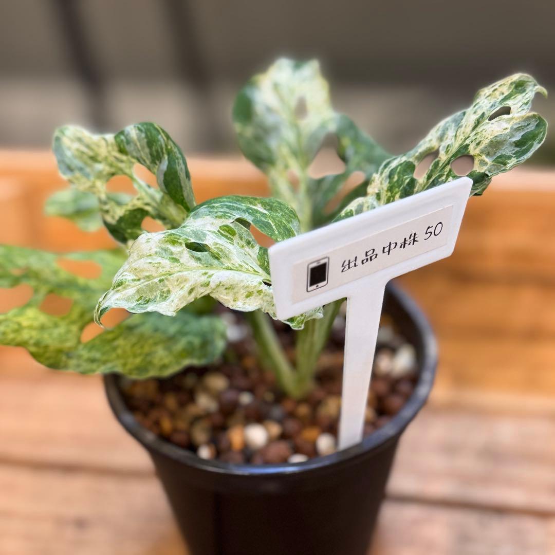 50 モンステラ　ラニアタ　モトルド　‘マダラ’同一品種