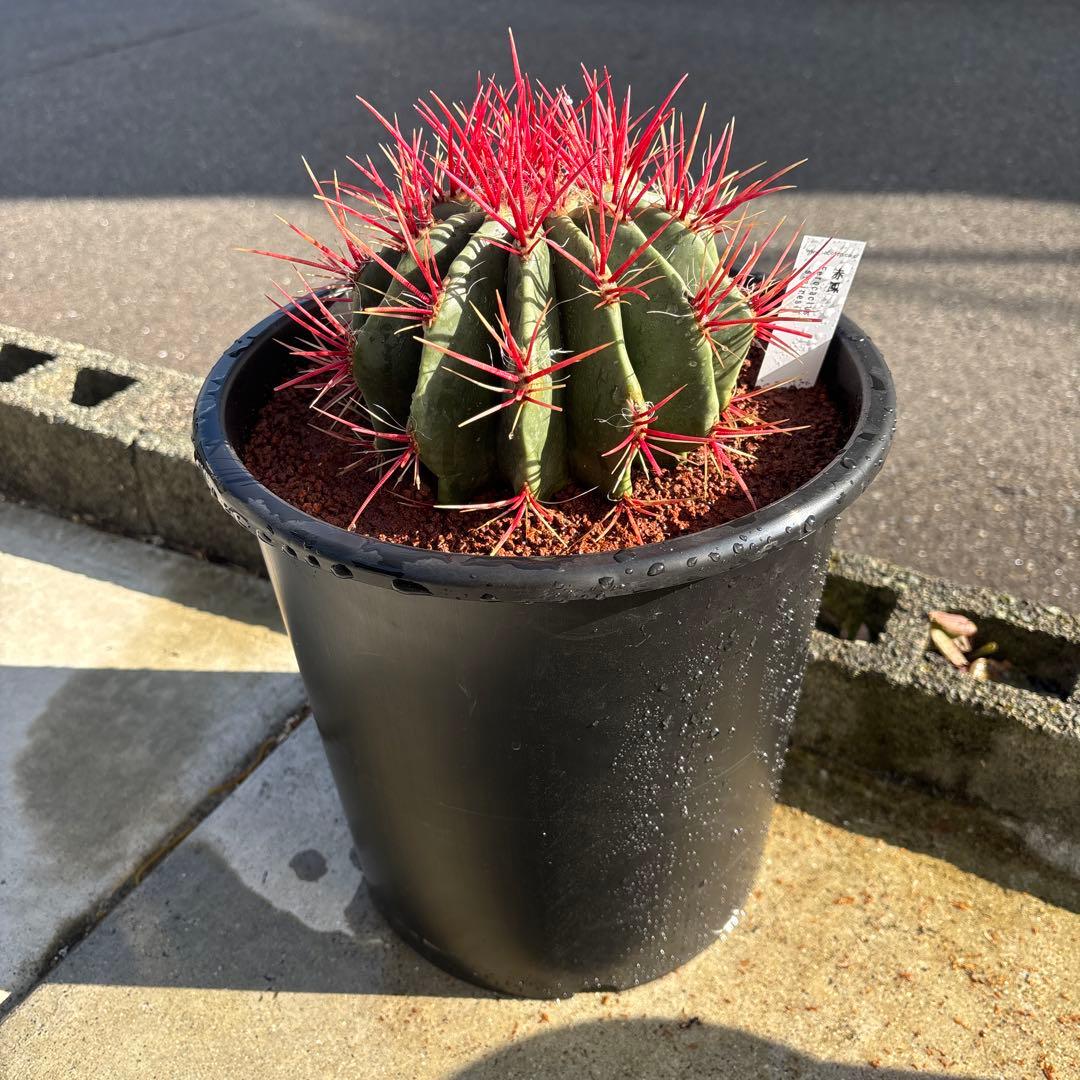 フェロカクタス　スタイネシー（セキホウ）　フェロカクタス　赤鳳８号