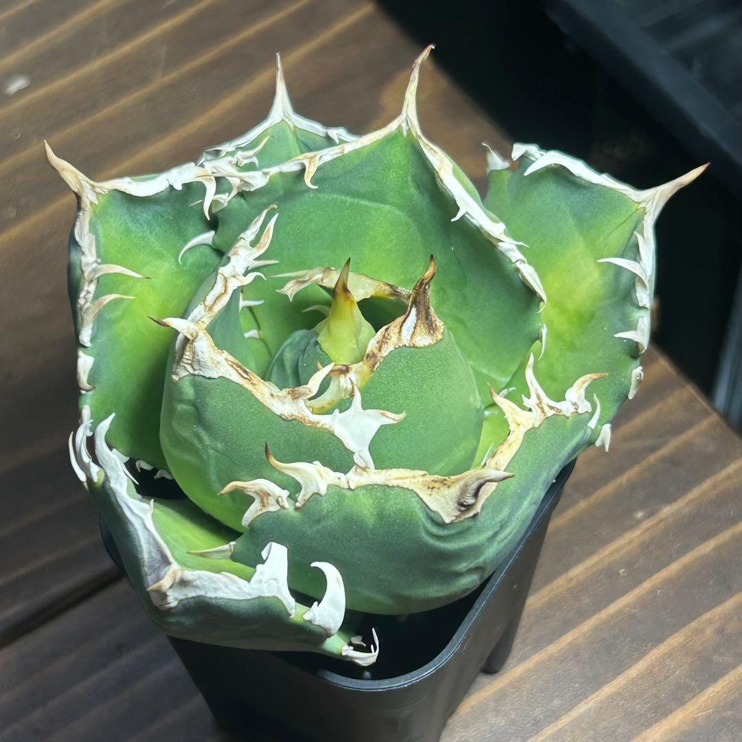 Agave titanota White Ball (Maxilla) イラン株