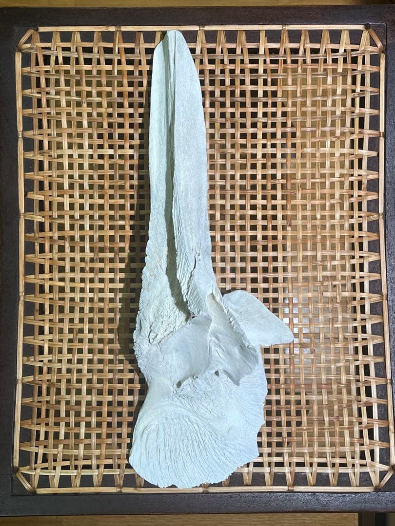 イルカ　骨　04