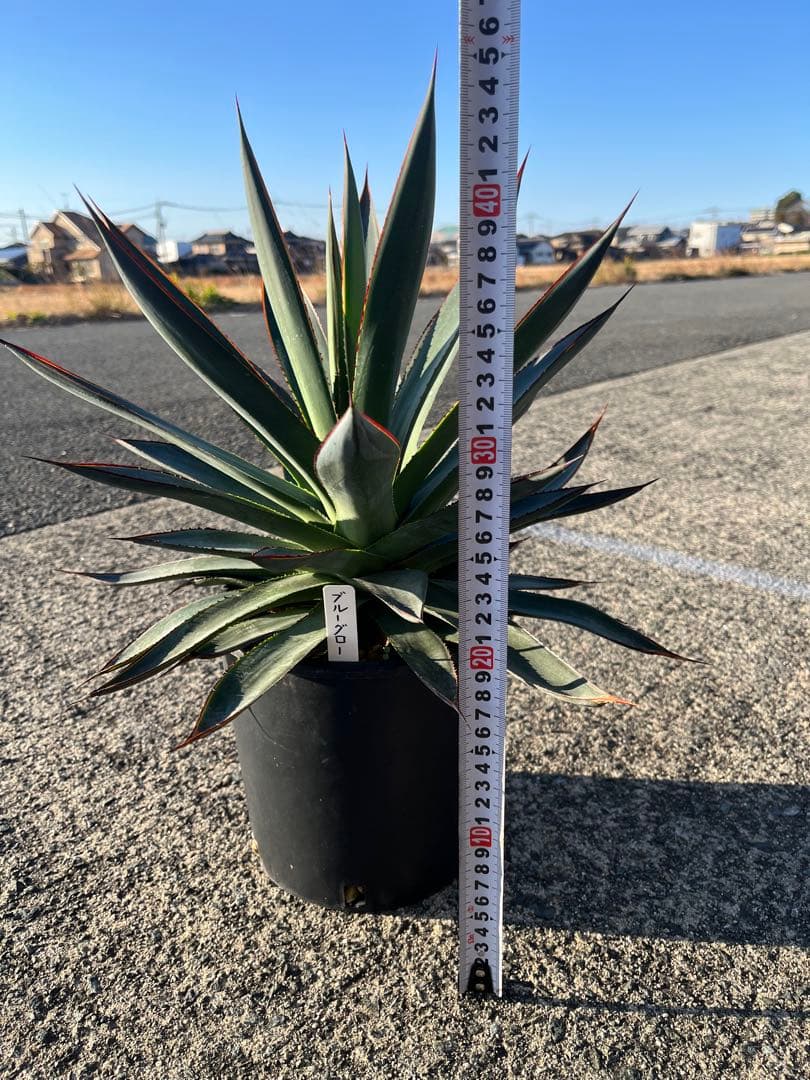 HARU‼️ アガベ　ブルーグロー　耐寒性　ドライガーデン