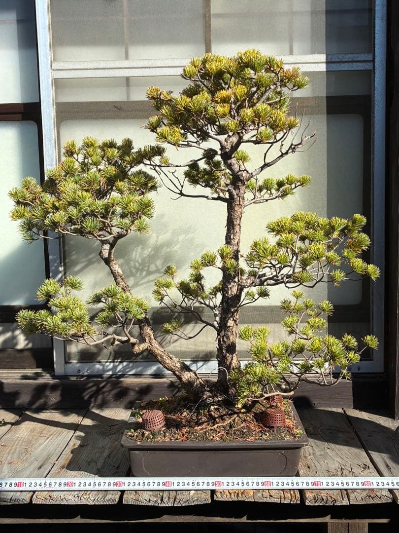 ★盆栽★ 赤石五葉松　E- 31 樹齢100年以上　★愛媛県より発送★