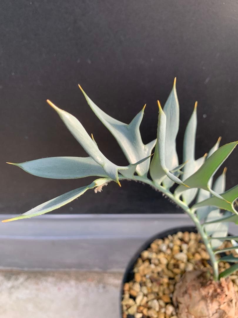 【南ア産・発根済】エンセファラルトス・ホリダス｜ショートリーフNo4-29