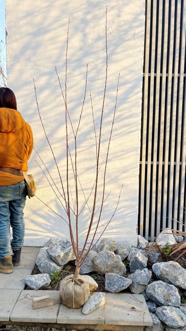 逸品。カツラ(桂)2.0M(鉢底から)品番B