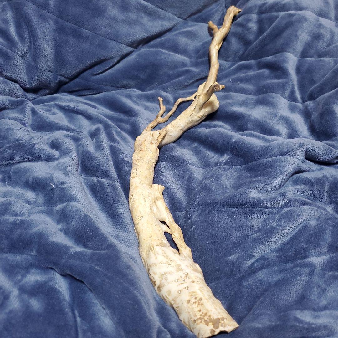 深海松　天然珊瑚　原木