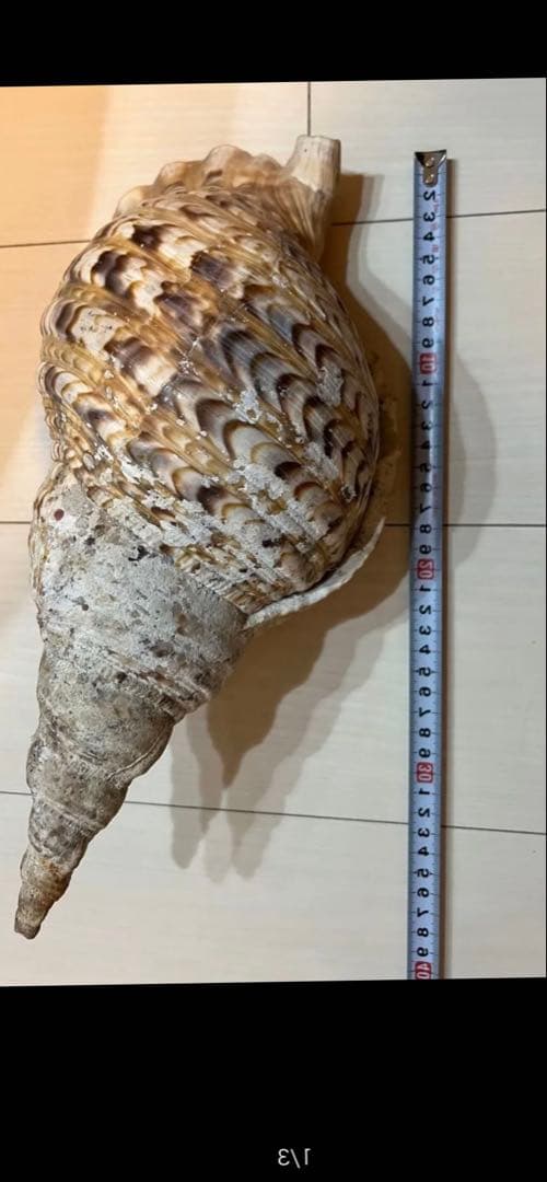 法螺貝　ホラ貝　置物