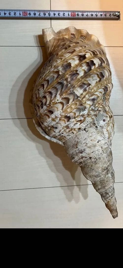 法螺貝　ホラ貝　置物