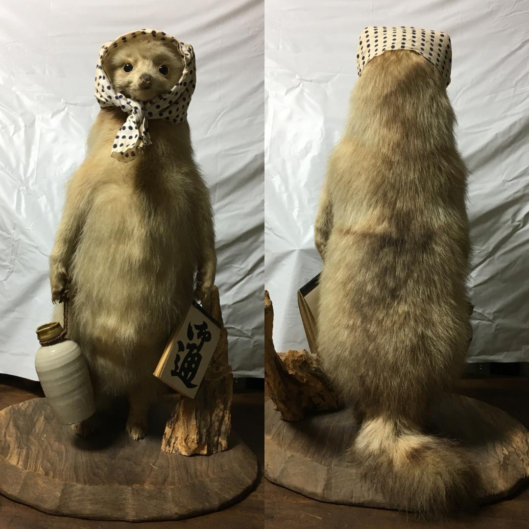 Lovely “めんこい” 白狸（？） σ(^_^;