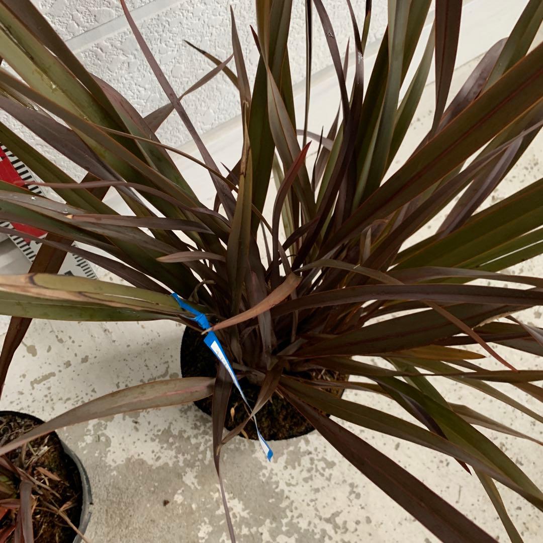 ニューサイラン　2本セット　銅葉/カラーリーフ/ドライガーデン