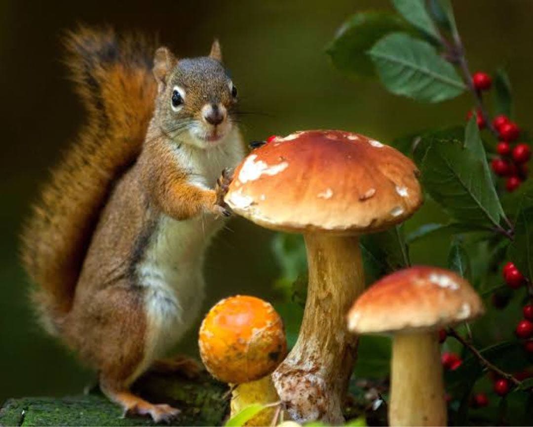 雑貨☆秋マトリョーシカ『森の物語』キノコ狩りエレナ新作