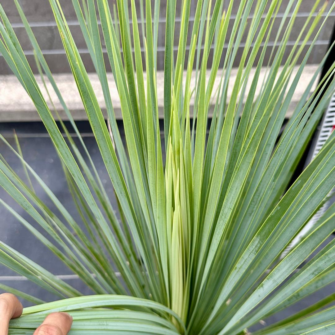 ユッカ ロストラータ（樹高:約79cm）oct58