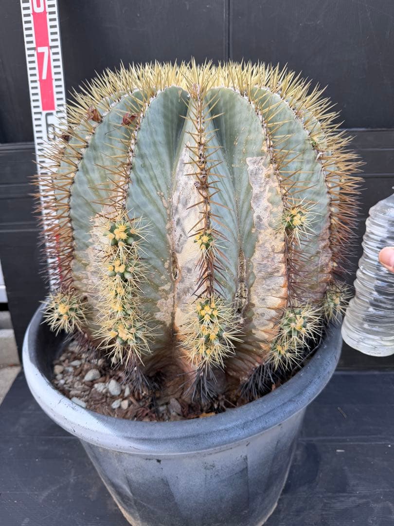 王冠竜　大きな球形サボテン 約90cm