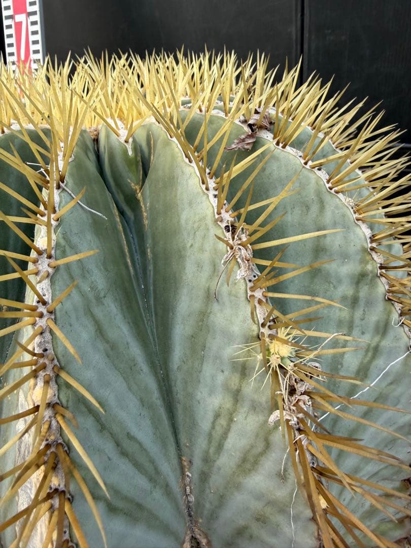 王冠竜　大きな球形サボテン 約90cm