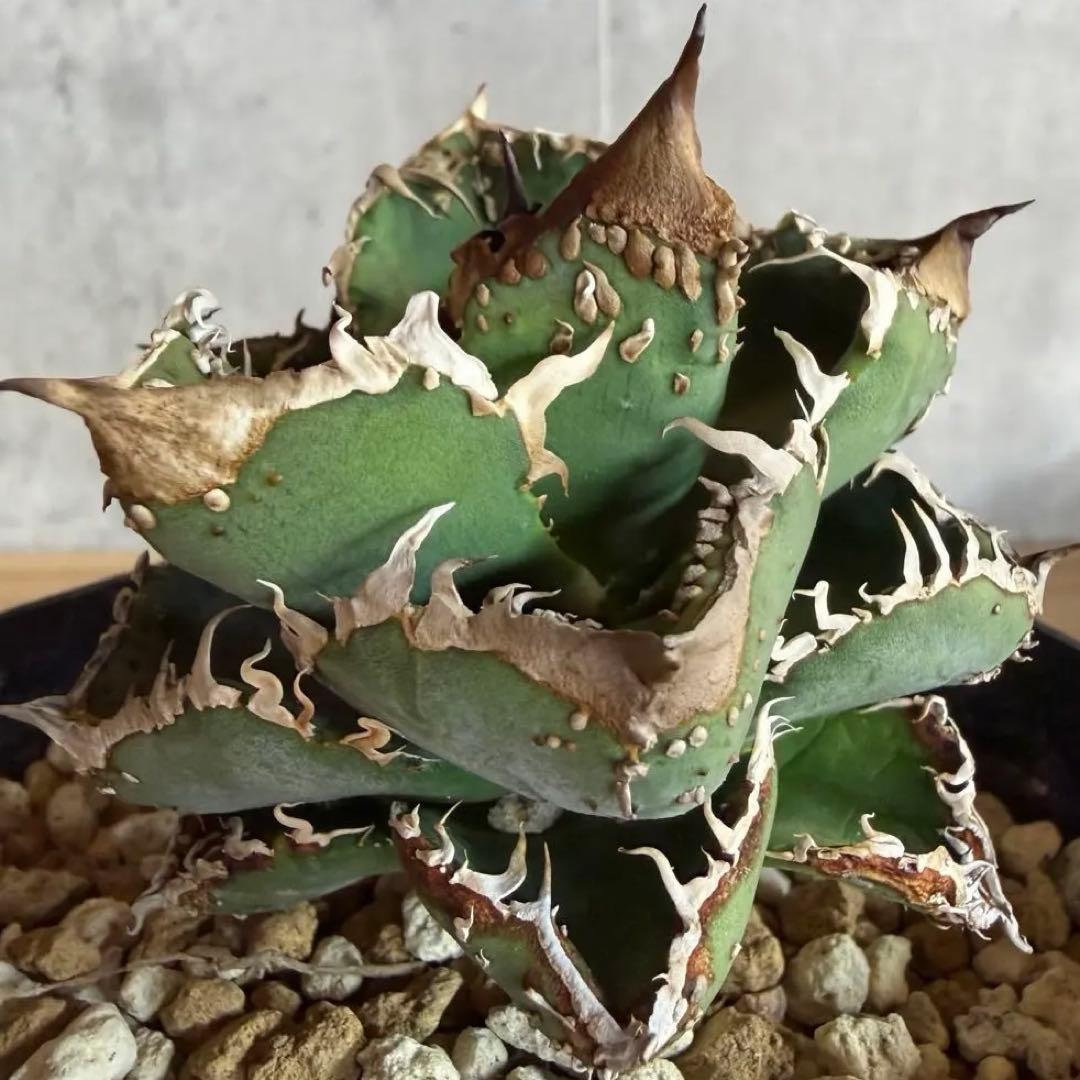 親株　冰雹　ぶつぶつ