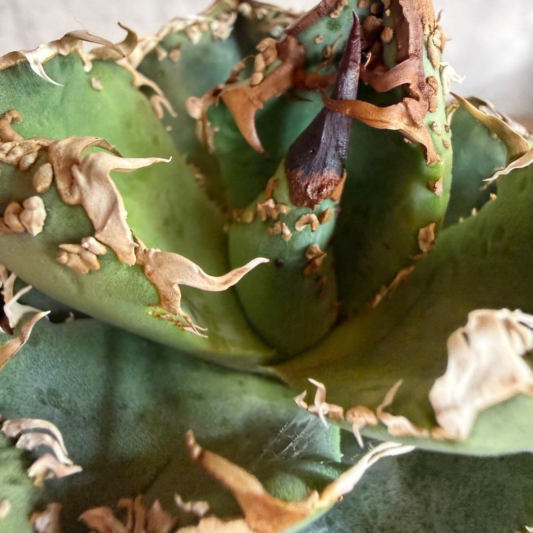 親株　冰雹　ぶつぶつ