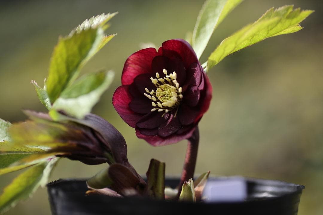 クリスマスローズ 開花株 DDマゼンタレッド