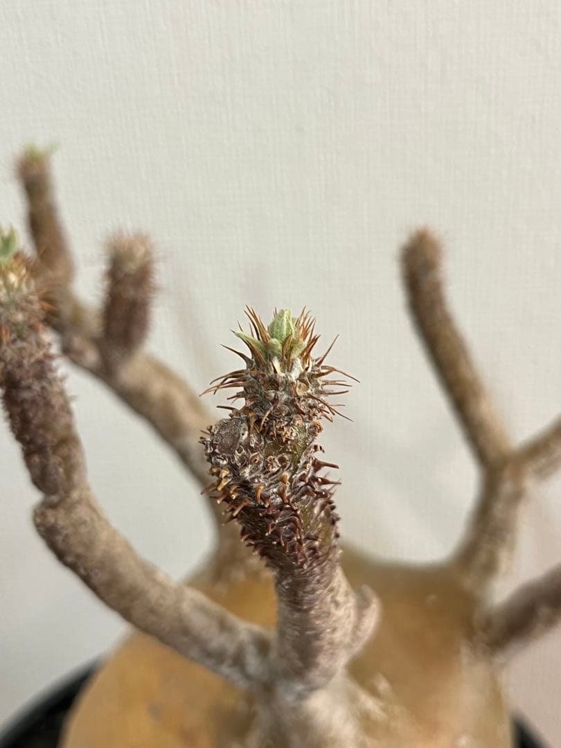 【コレクション株】パキポディウム グラキリス 大株 現地球　発根済