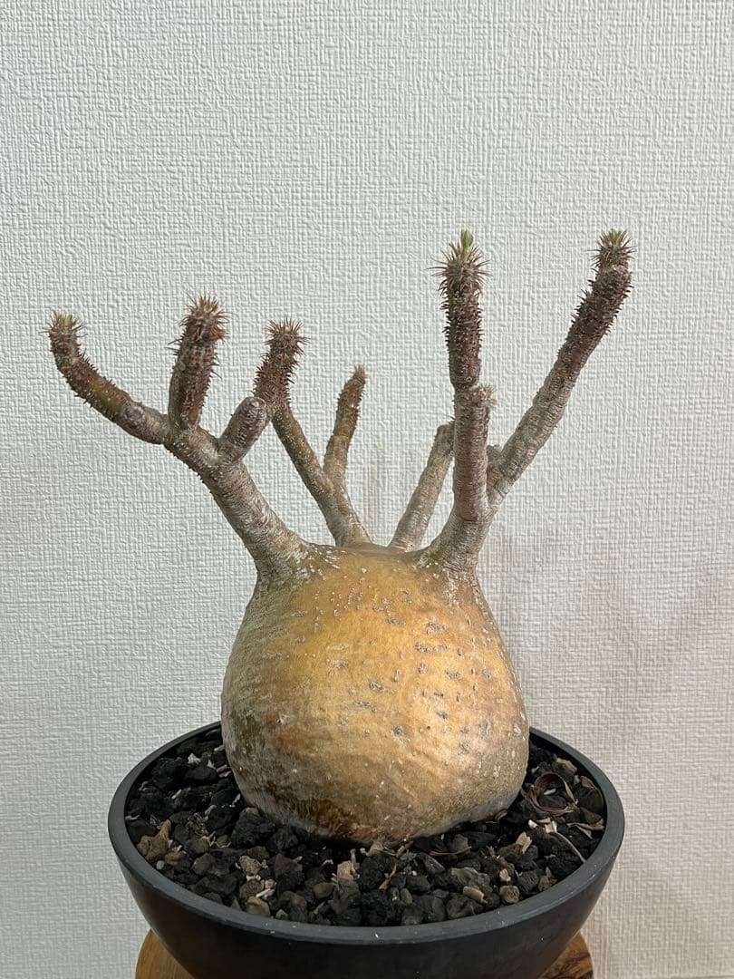 【コレクション株】パキポディウム グラキリス 大株 現地球　発根済