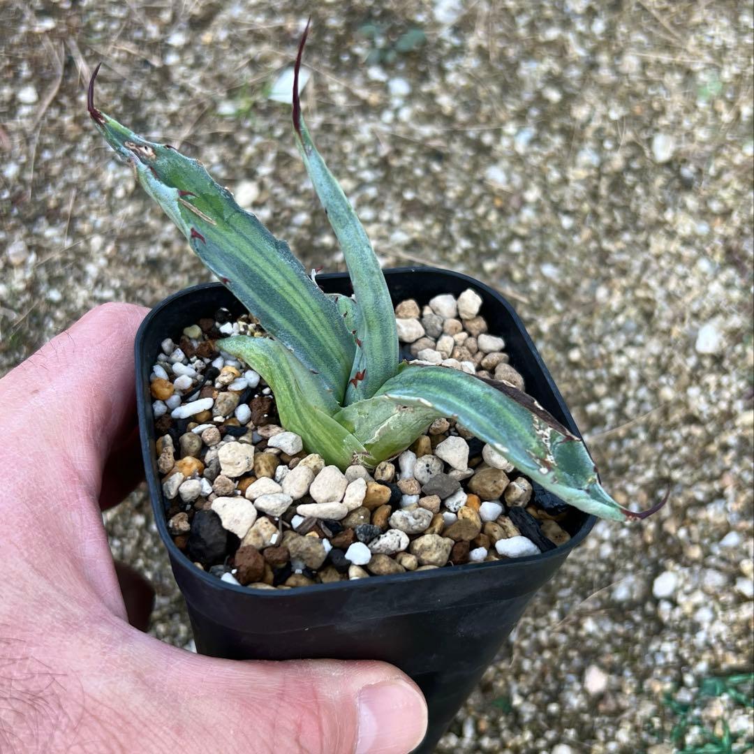 アガベ　スカブラ錦　縞斑　子株　極上縞斑　希少