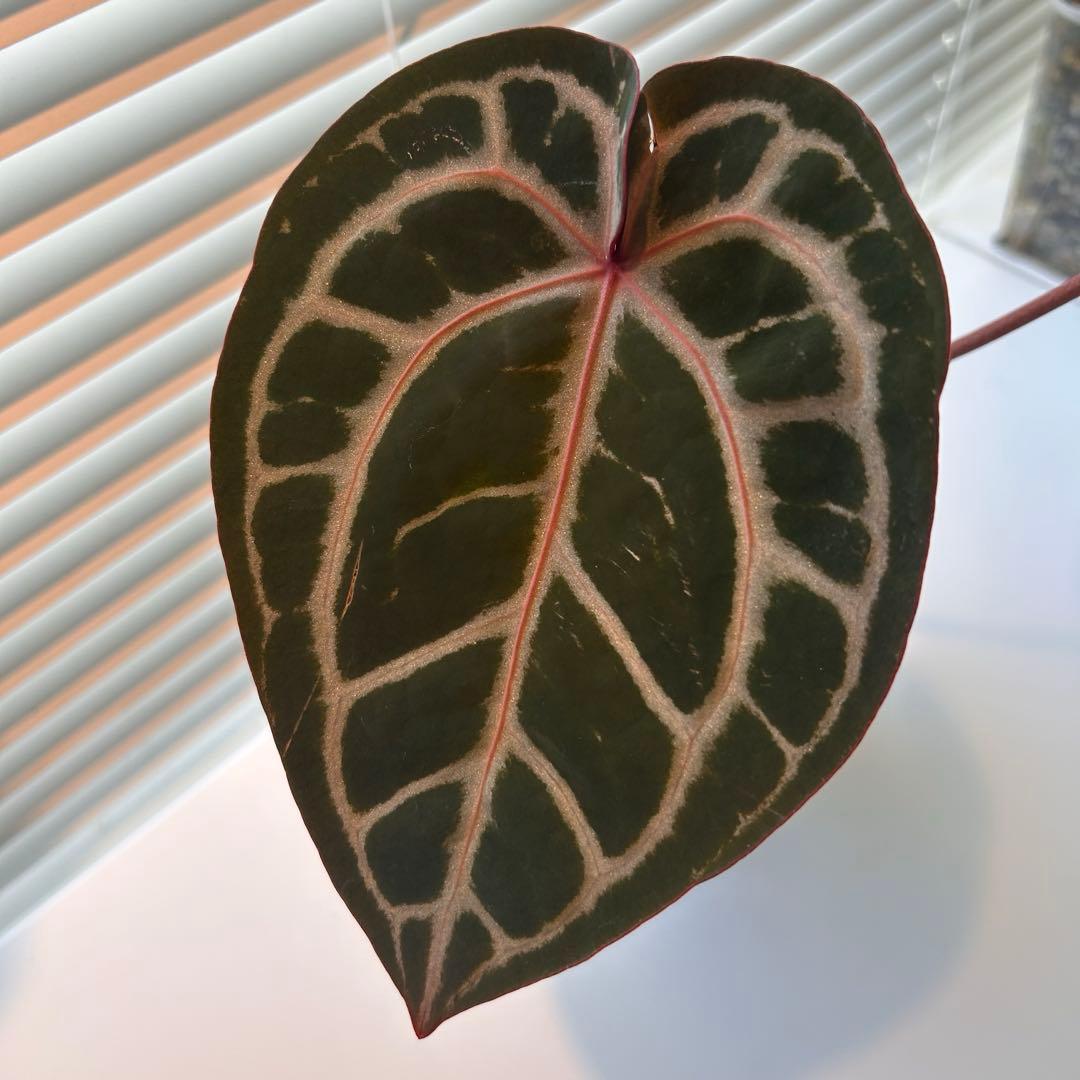 アンスリウム　スカーレット　ワビサビプランツ　タグ付き